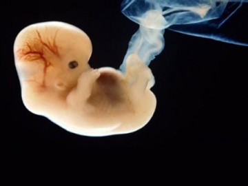 Η ανάπτυξη του εμβρύου – 2ος μήνας