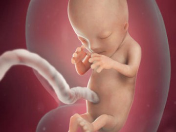 Η ανάπτυξη του εμβρύου – 3ος μήνας